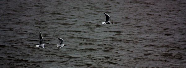 成群水鳥(niǎo)遼河覓食場(chǎng)景壯觀