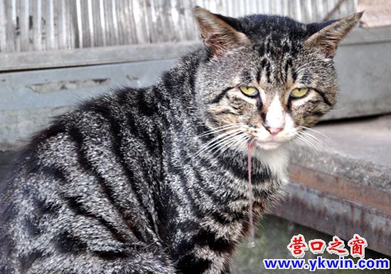 流口水的“招財貓”