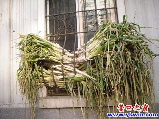 秋風(fēng)吹 曬菜干  又到一年曬菜時