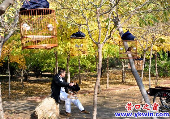 楞嚴(yán)寺內(nèi)畫眉齊鳴