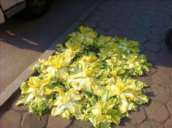 白菜晾成“花”，有才