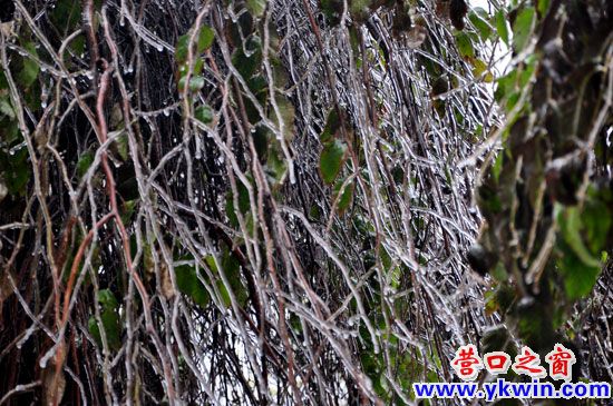 18日雨夾雪，冰雹成冰掛