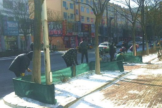 園林工人為營口樹木“擋風(fēng)遮雨”