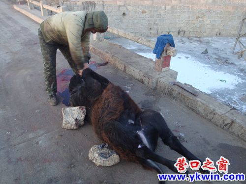 蓋州：路邊現(xiàn)殺活驢實拍（膽小慎入）