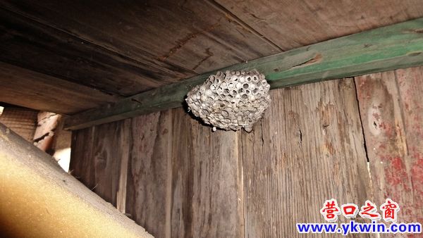 雜物間既然變成馬蜂窩