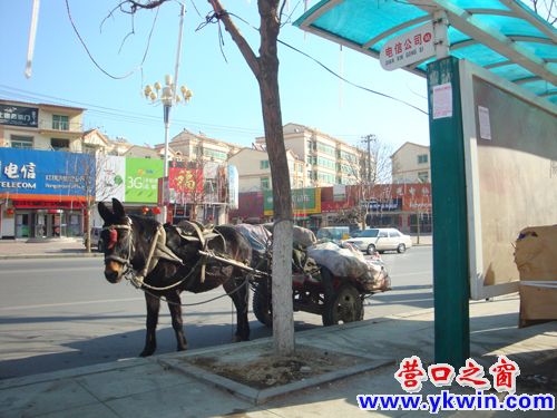 蓋州：公交站點停馬車，小樹竟成拴馬樁