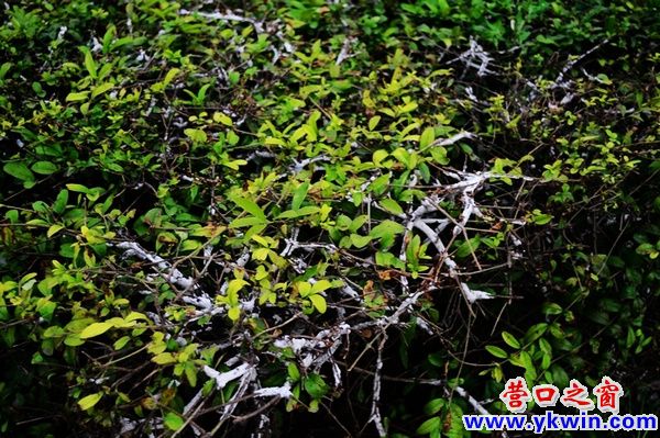 8007_0bc41313372470f46925fdf5ecc32