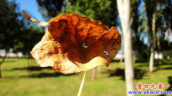 營(yíng)口迎來秋天的洗禮 (1)