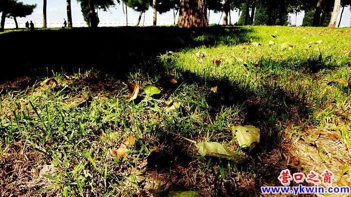 營(yíng)口迎來秋天的洗禮 (2)