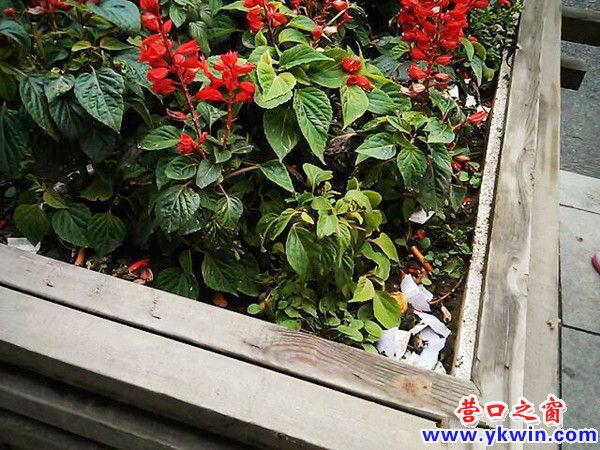 608c081cjw1dyk34vbf25j_副本