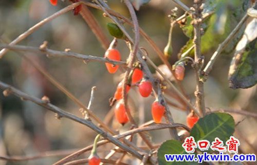 枸杞子