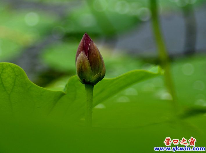 _DSC1288_副本_副本