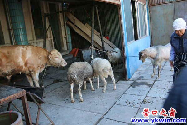 穆斯林節(jié)日——   牛