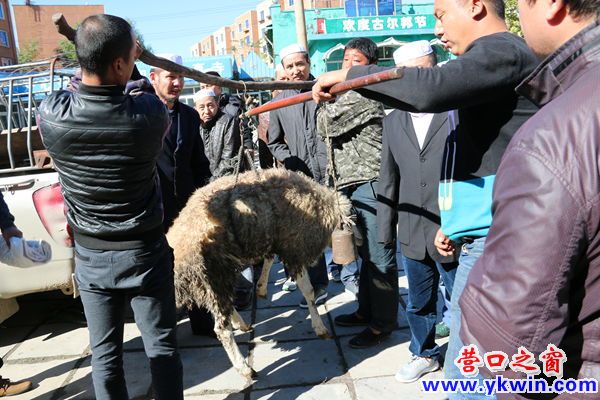 穆斯林節(jié)日——4  羊過(guò)稱
