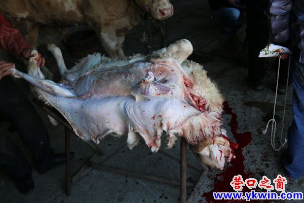 穆斯林節(jié)日——7  收拾剝皮