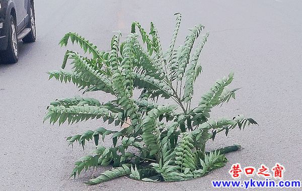 馬路     定稿  定稿   111