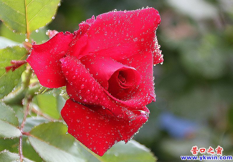 鮮花讓小區(qū)“靚起來(lái)”1