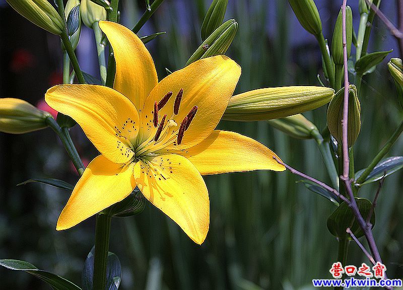 鮮花讓小區(qū)“靚起來(lái)”2