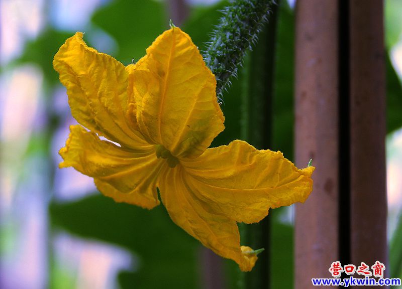 鮮花讓小區(qū)“靚起來(lái)”4