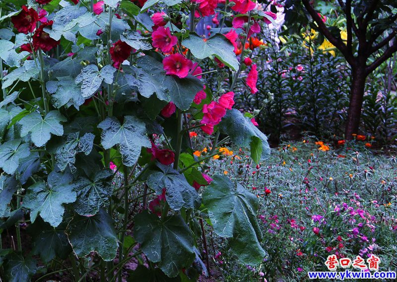 鮮花讓小區(qū)“靚起來(lái)”9