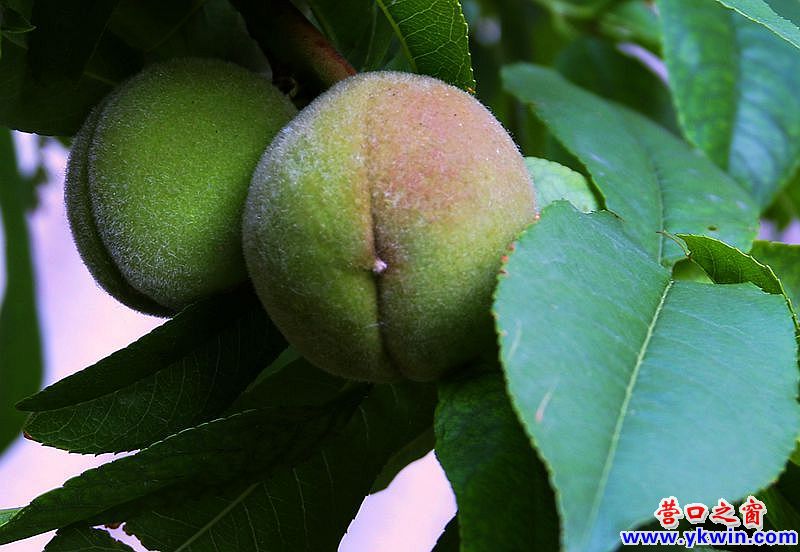 鮮花讓小區(qū)“靚起來(lái)”5