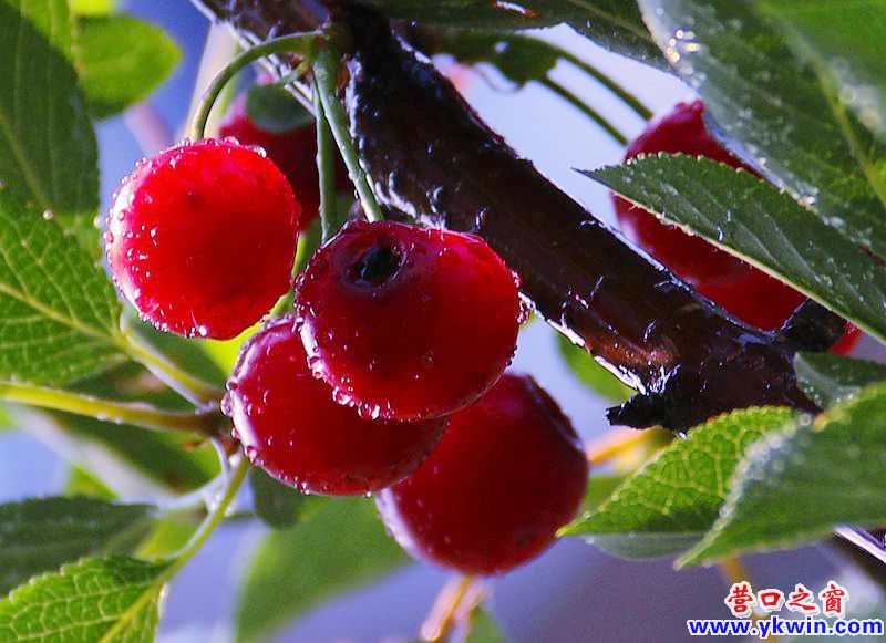 鮮花讓小區(qū)“靚起來(lái)”6