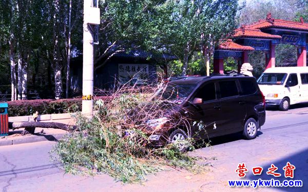 大風(fēng)刮倒樹(shù)2