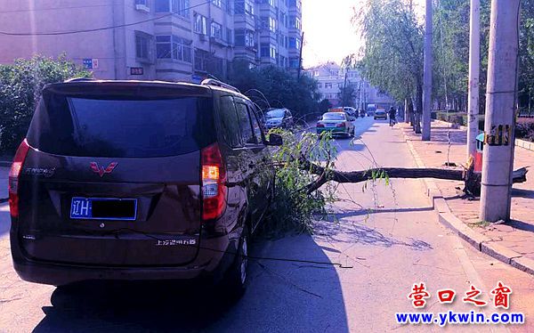 大風(fēng)刮倒樹(shù)3