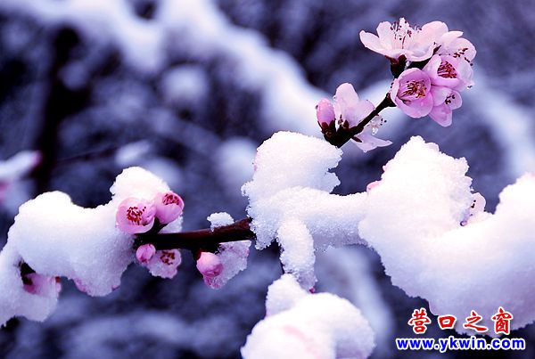 桃花雪花爭(zhēng)艷5
