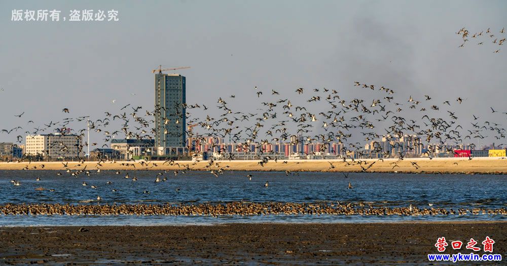 鷸鳥遷徙來營口