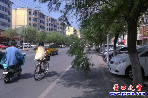 樹枝“伸手”攔路人1