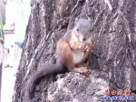 營(yíng)口市街頭柳樹(shù)上驚現(xiàn)松鼠
