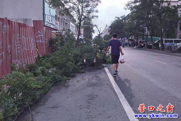 樹枝堵人行道1