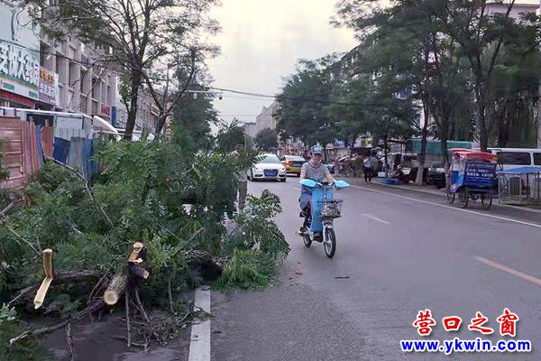 樹枝堵人行道2