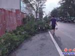 樹(shù)枝堵在人行道   行人有路不能走