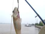 營(yíng)口大遼河北岸 初生海鯰魚(yú)上鉤