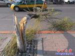 樹折腰成“攔路虎”  市民出行需當心