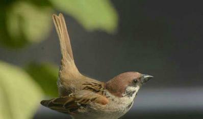 小麻雀的快樂生活——回崇孝
