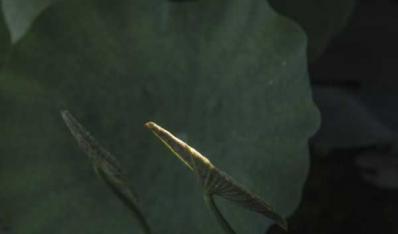 拍荷有感——楊成光 （葉青）