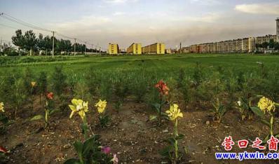 夕陽稻田風(fēng)光——王元春紀(jì)實(shí)攝影