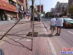 粗心！樹支撐架伸到路面 市民擔(dān)憂其安全