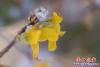 迎春花雪天里悄然綻放2