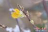 迎春花雪天里悄然綻放3