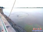 遼河上游多雨水 營(yíng)口岸邊撈鯉魚(yú)