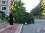 營(yíng)口：大樹(shù)傾倒成“攔路虎” 影響居民出行