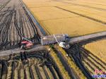 營口：水稻開始大面積機(jī)械收割