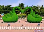 迎國慶，營口市人民公園一對(duì)“天鵝” 換新裝