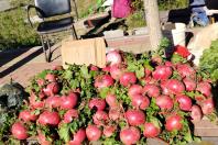 營口市大菜市今天開幕